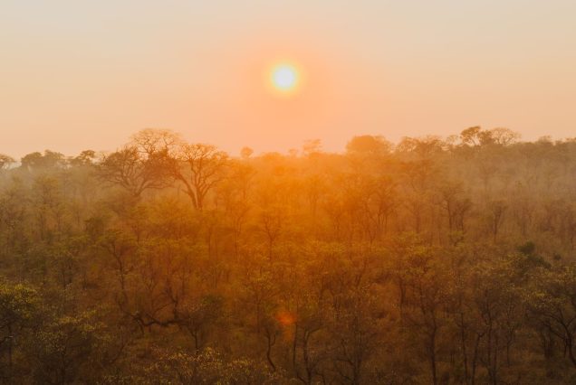 Lever de soleil doré et brume sur la savane