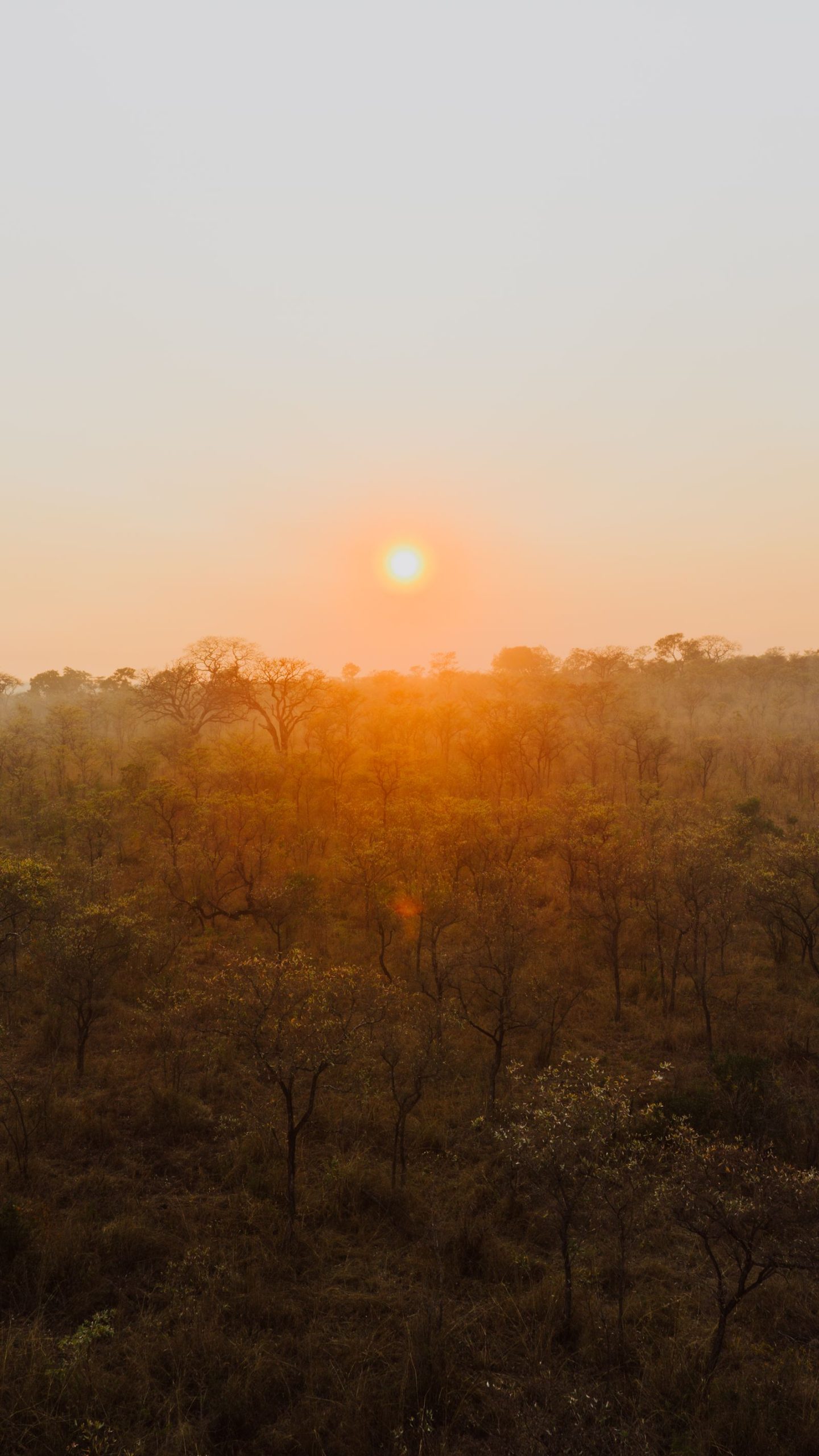 Lever de soleil dore et brume sur la savane