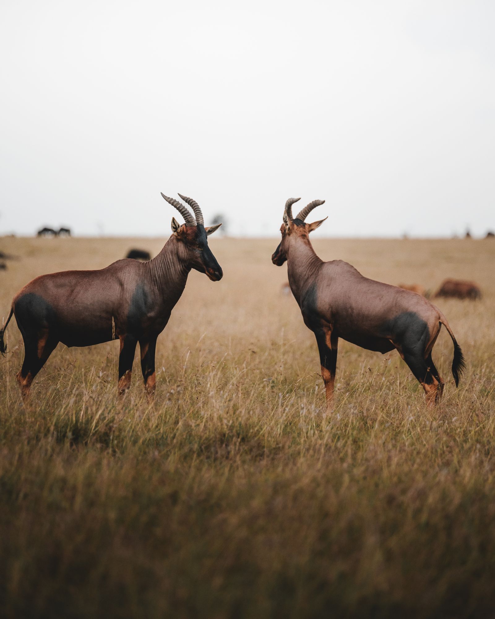 Deux antilopes topi dans la vaste savane africaine