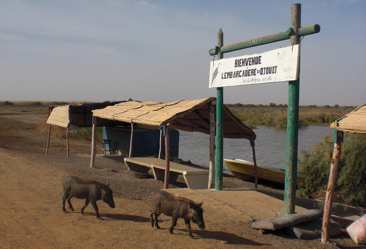 Embarcadere et pirogues du parc du Djoudj
