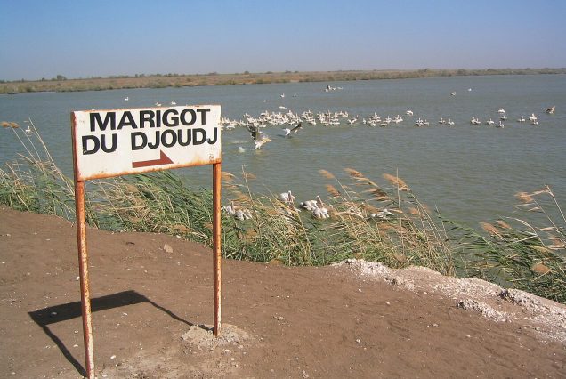 Oiseaux d'eau du parc national du Djoudj