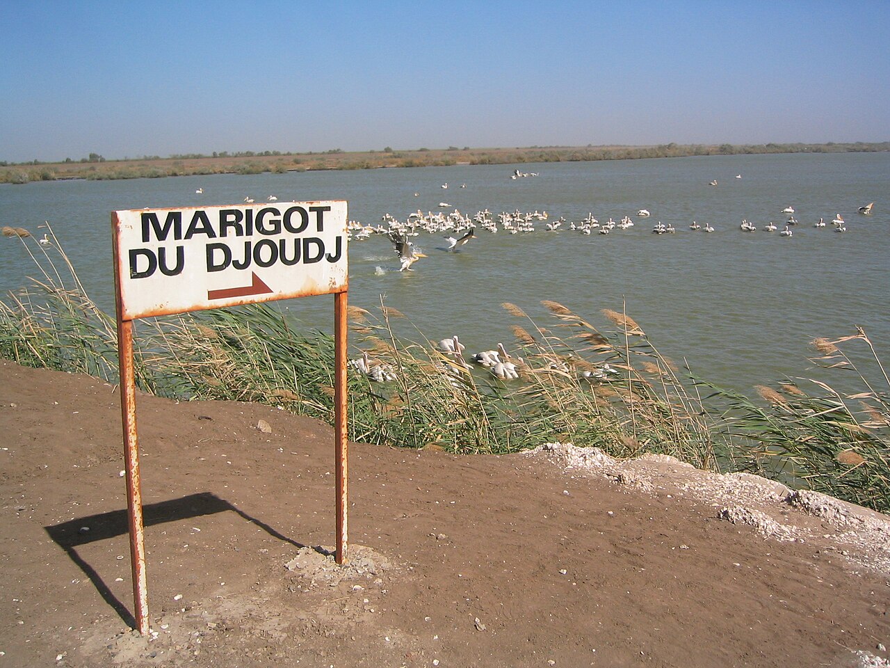 Oiseaux d eau du parc national du Djoudj