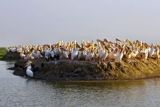 Pélicans blancs sur l'île aux oiseaux du Djoudj