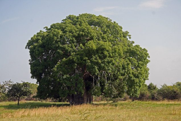 Baobab country