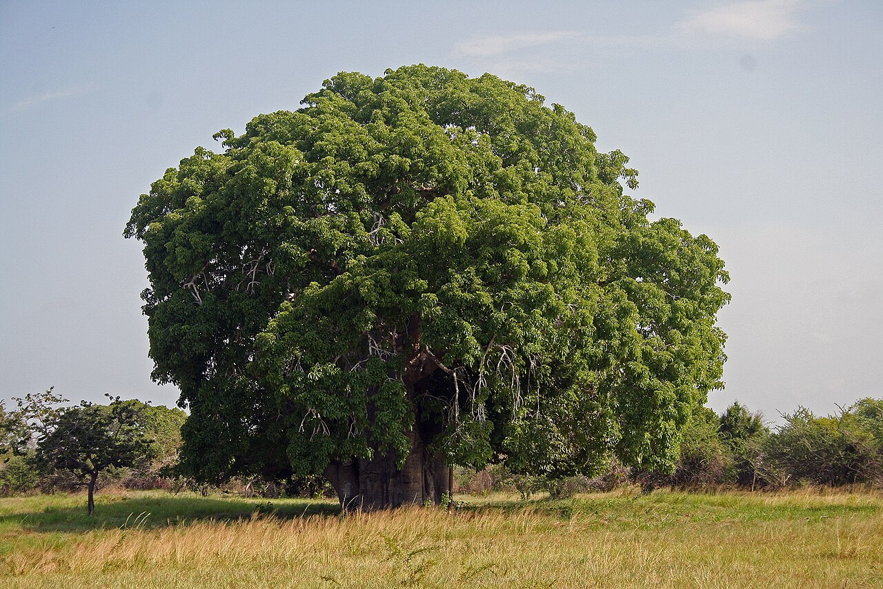 Baobab africain