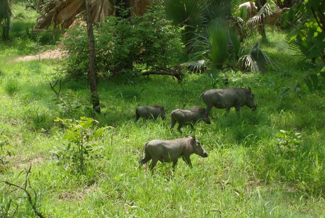 Phacochère dans la brousse sénégalaise