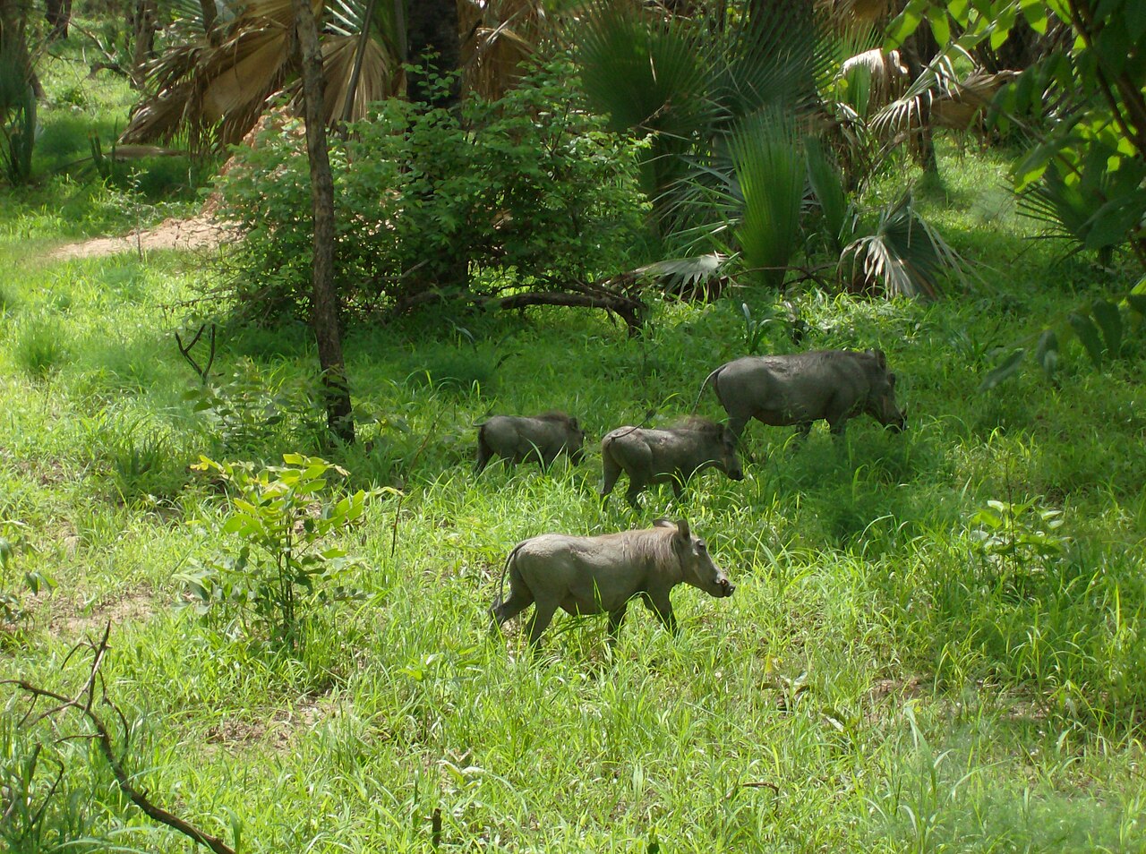 Phacochere dans la brousse senegalaise