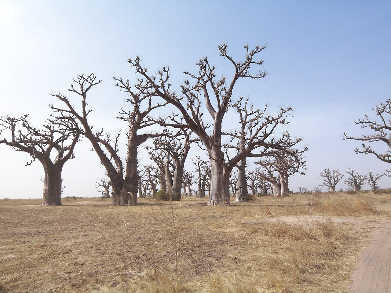 Baobab a Saly, sur la Petite Cote