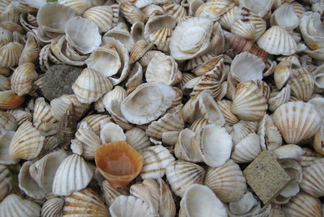 L'île de coquillages de Fadiouth