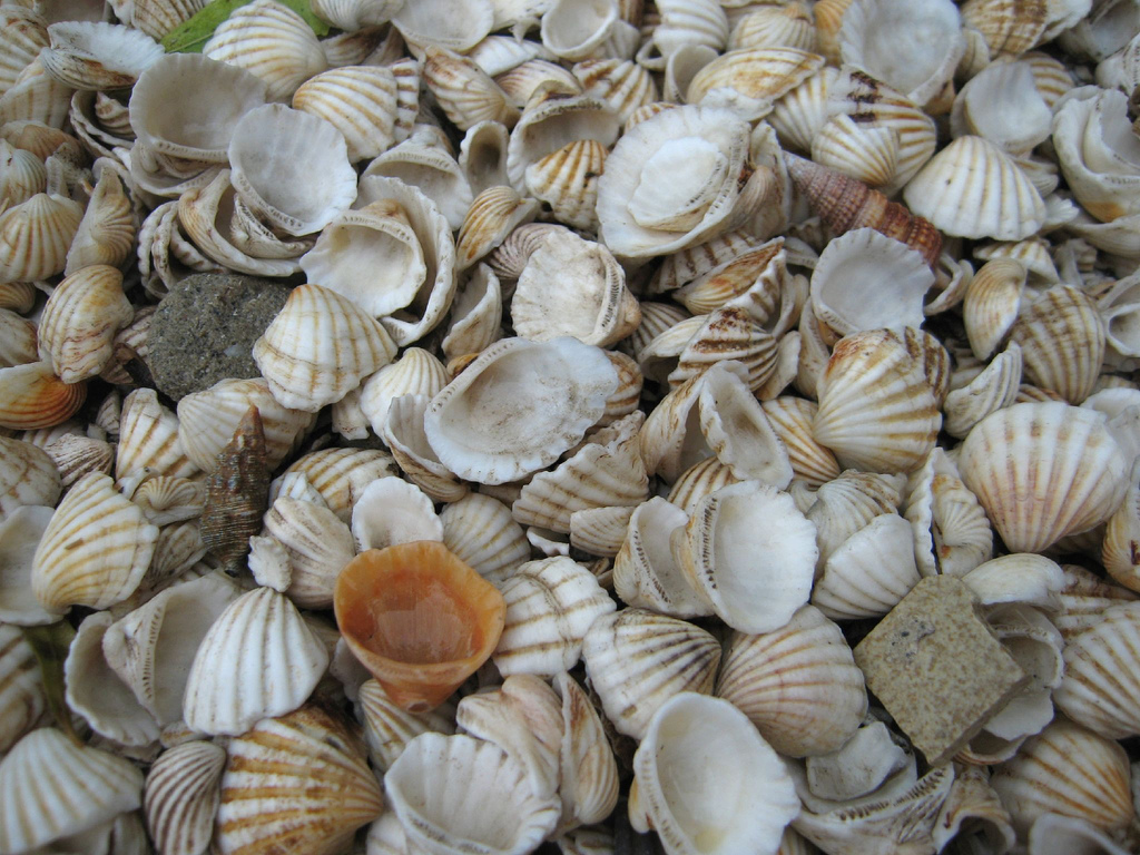 L ile de coquillages de Fadiouth
