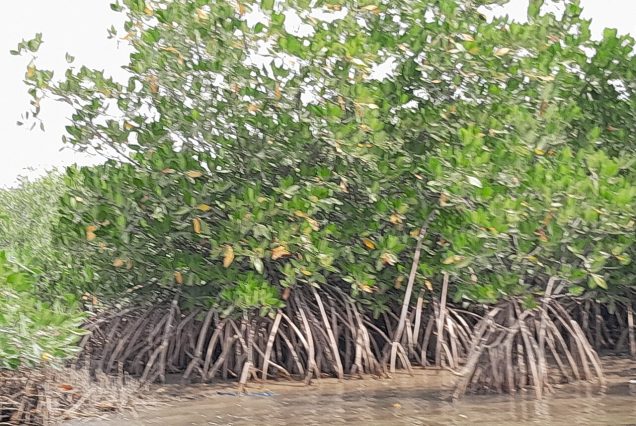 Mangrove et bolongs du delta du Saloum