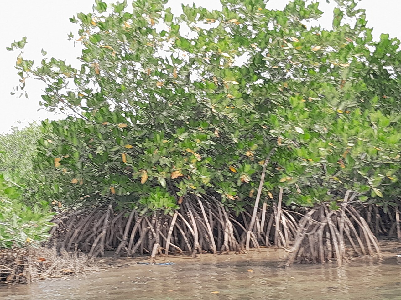 Mangrove et bolongs du delta du Saloum