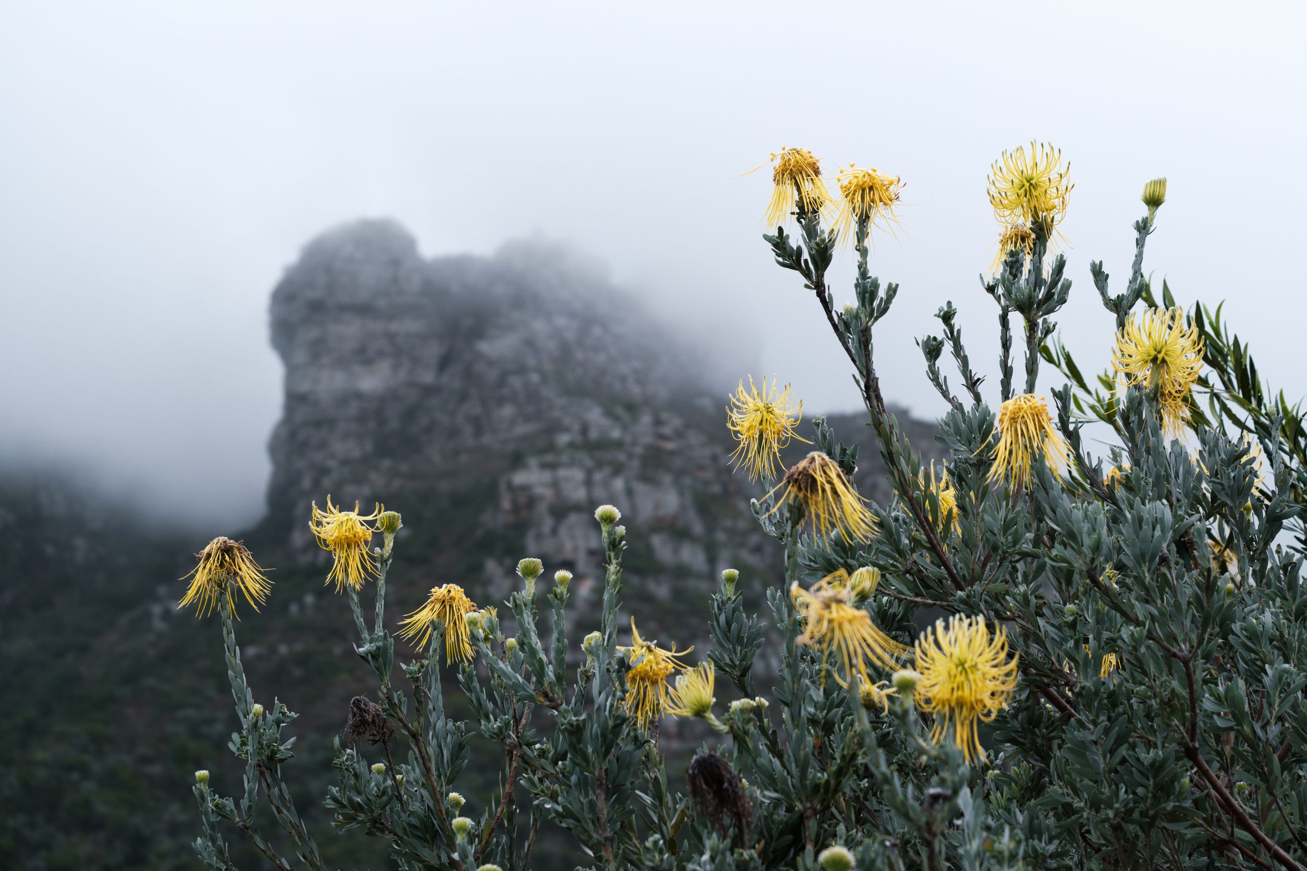 Fleurs et montagne au jardin botanique de Kirstenbosch