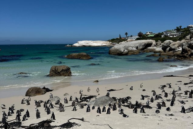 Manchots du Cap sur la plage de Boulders Beach
