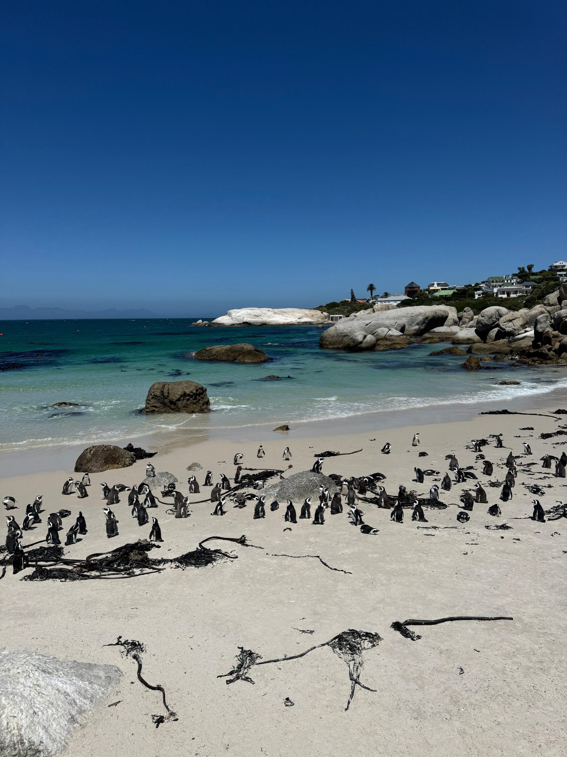Manchots du Cap sur la plage de Boulders Beach