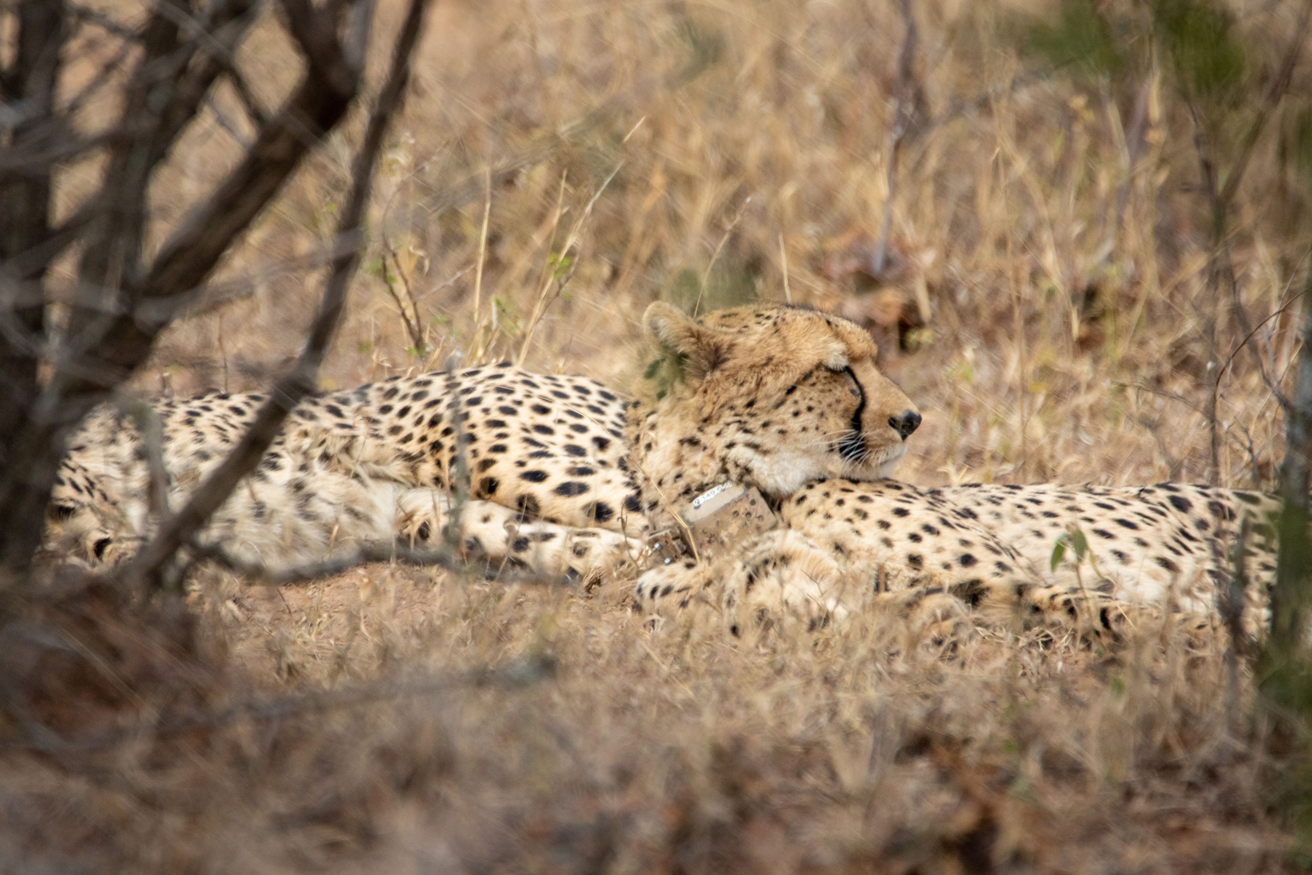Guepards allonges dans la savane sud-africaine