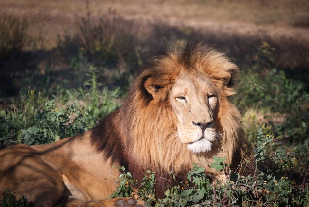 Lion se reposant dans la savane sud-africaine