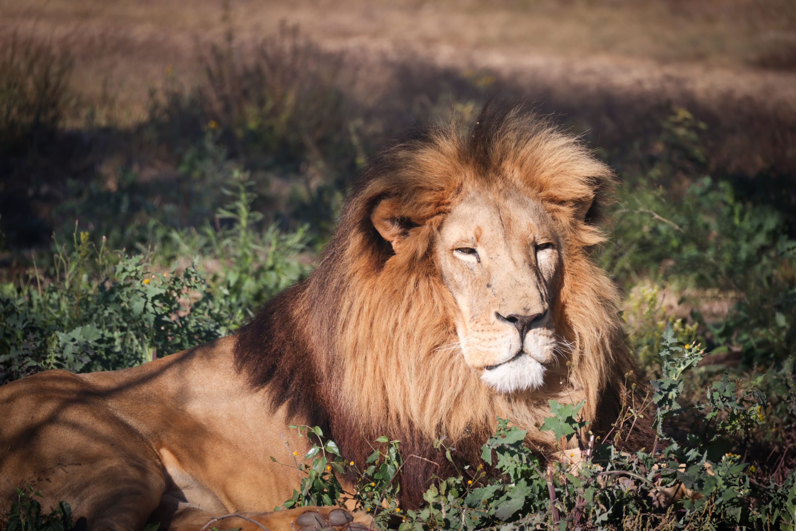 Lion se reposant dans la savane sud-africaine