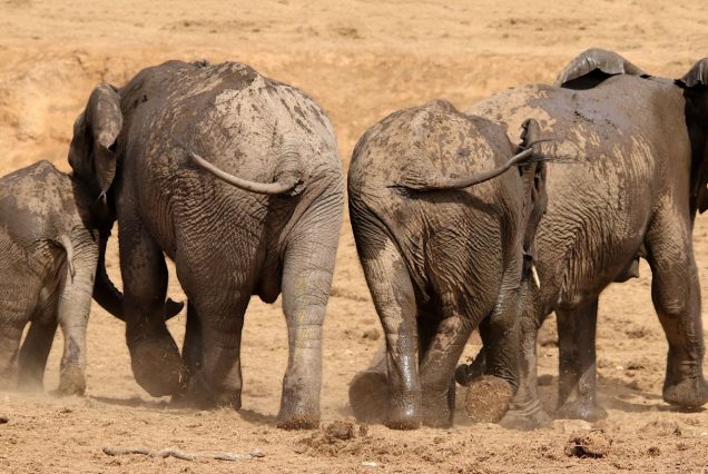 Troupeau d'éléphants dans le parc national d'Addo