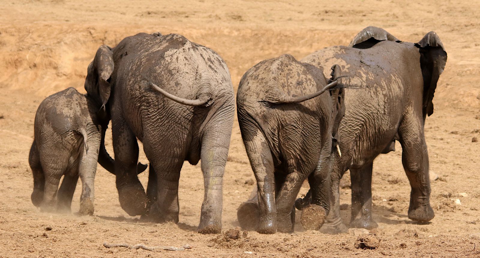 Troupeau d elephants dans le parc national d Addo