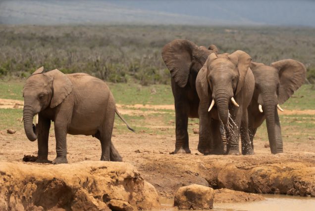 Éléphants rassemblés autour d'un point d'eau