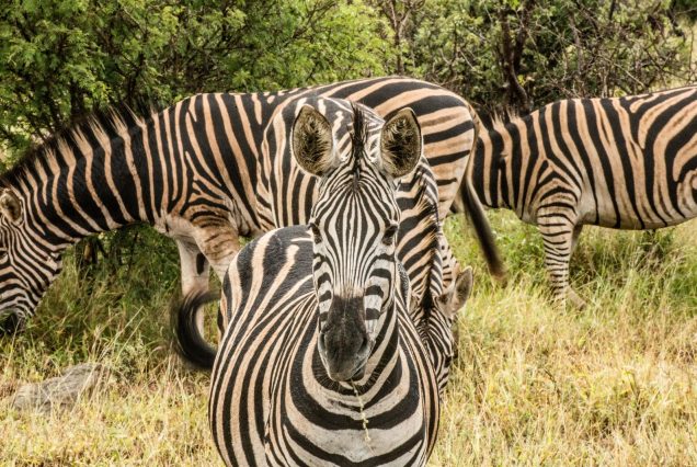 Troupeau de zèbres dans la nature sud-africaine