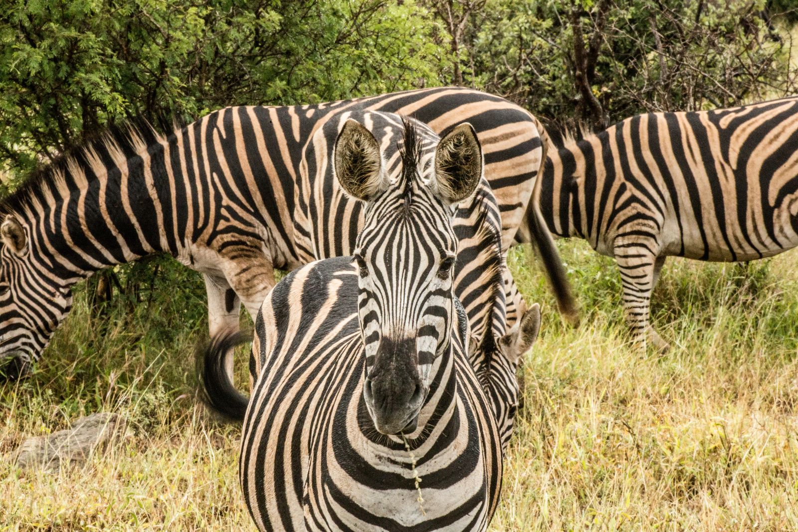 Troupeau de zebres dans la nature sud-africaine