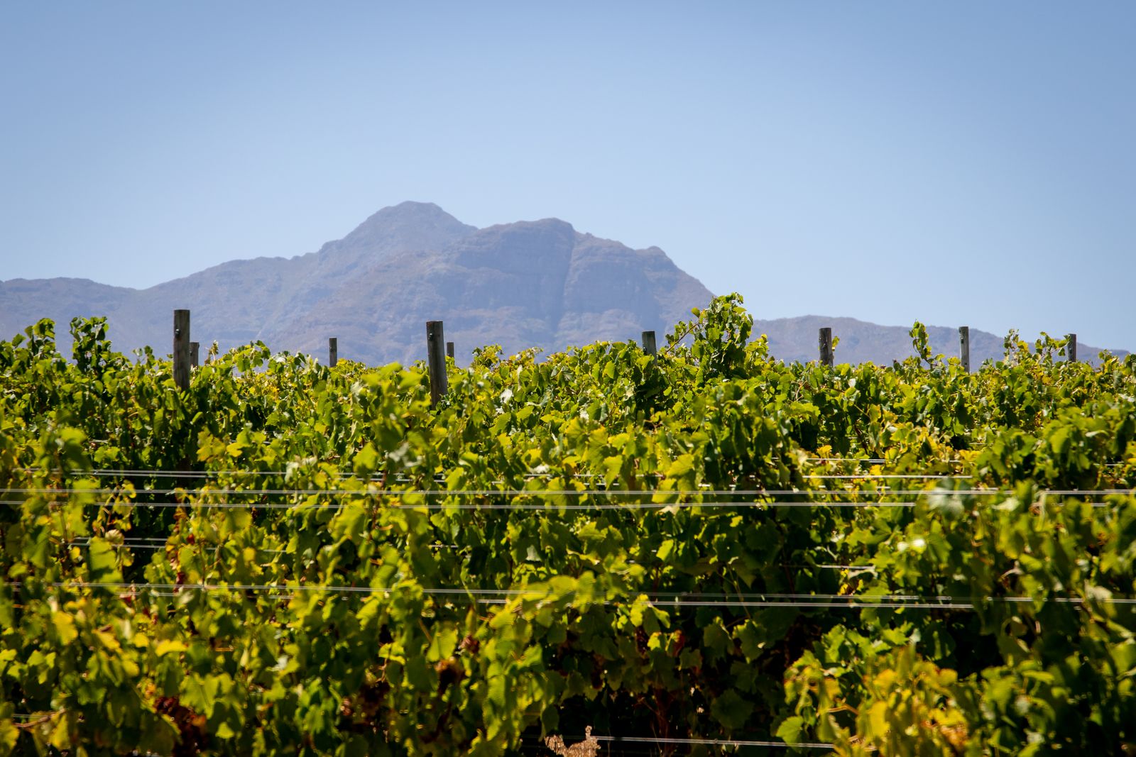 Vignoble du Cap avec vue sur les montagnes