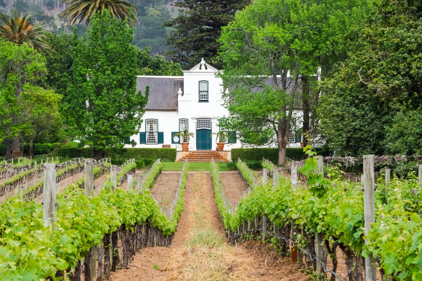Manoir cape-hollandais et vignes, vallee de Constantia
