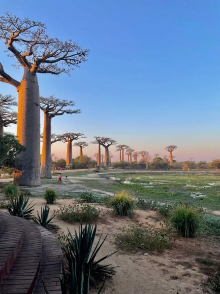 Morondava- Allée des Baobab